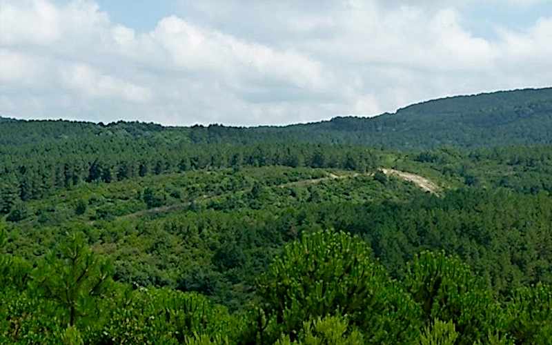 ALEMDAĞ ORMANI DOĞA YÜRÜYÜŞÜ